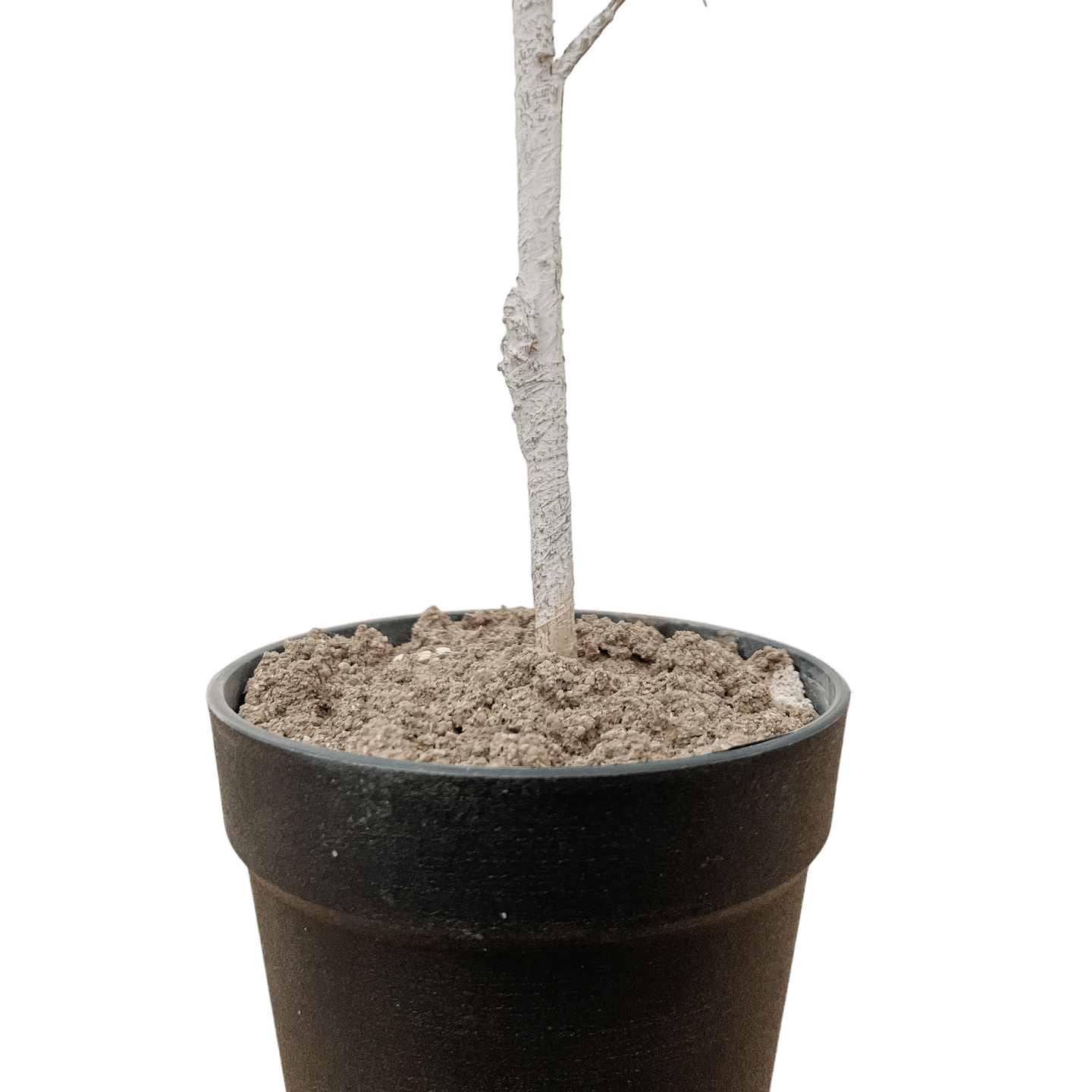 Árbol de Alondra - Kokoa Home