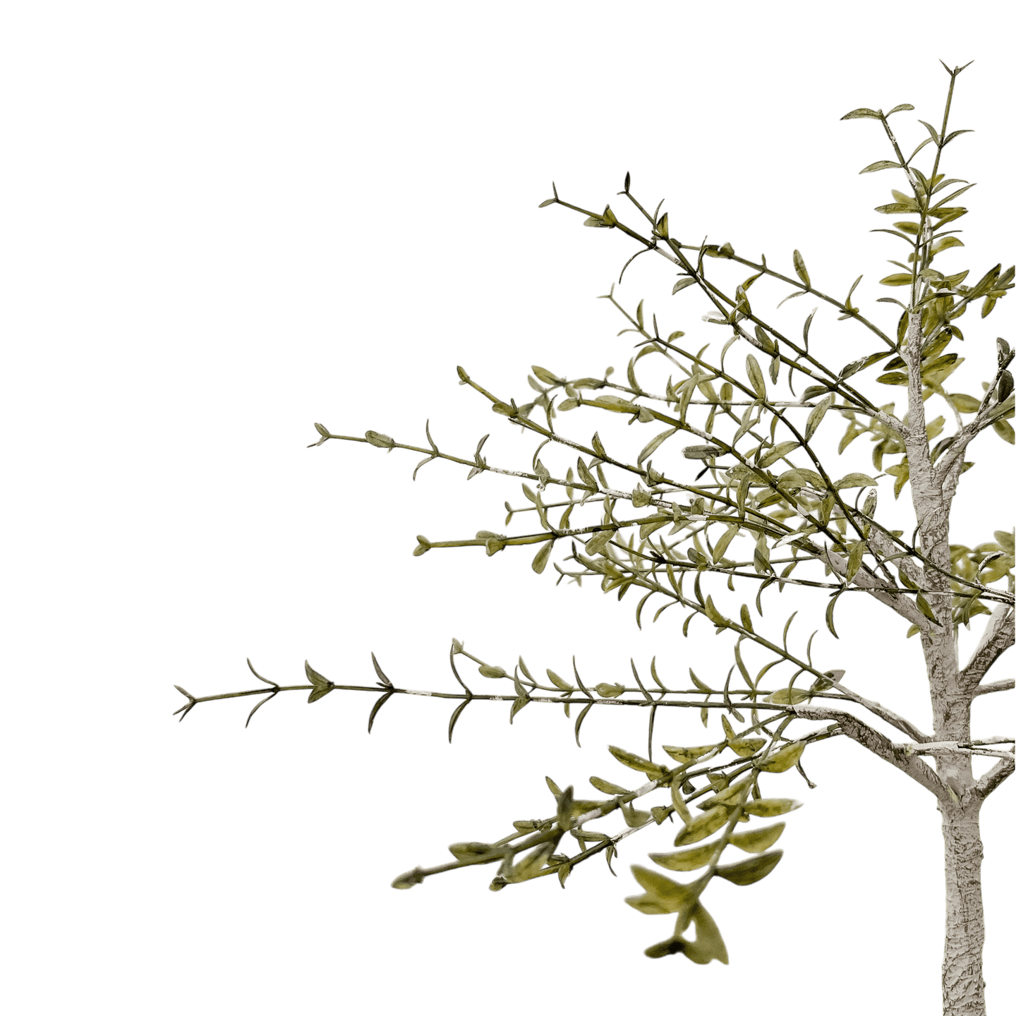 Árbol de Alondra - Kokoa Home