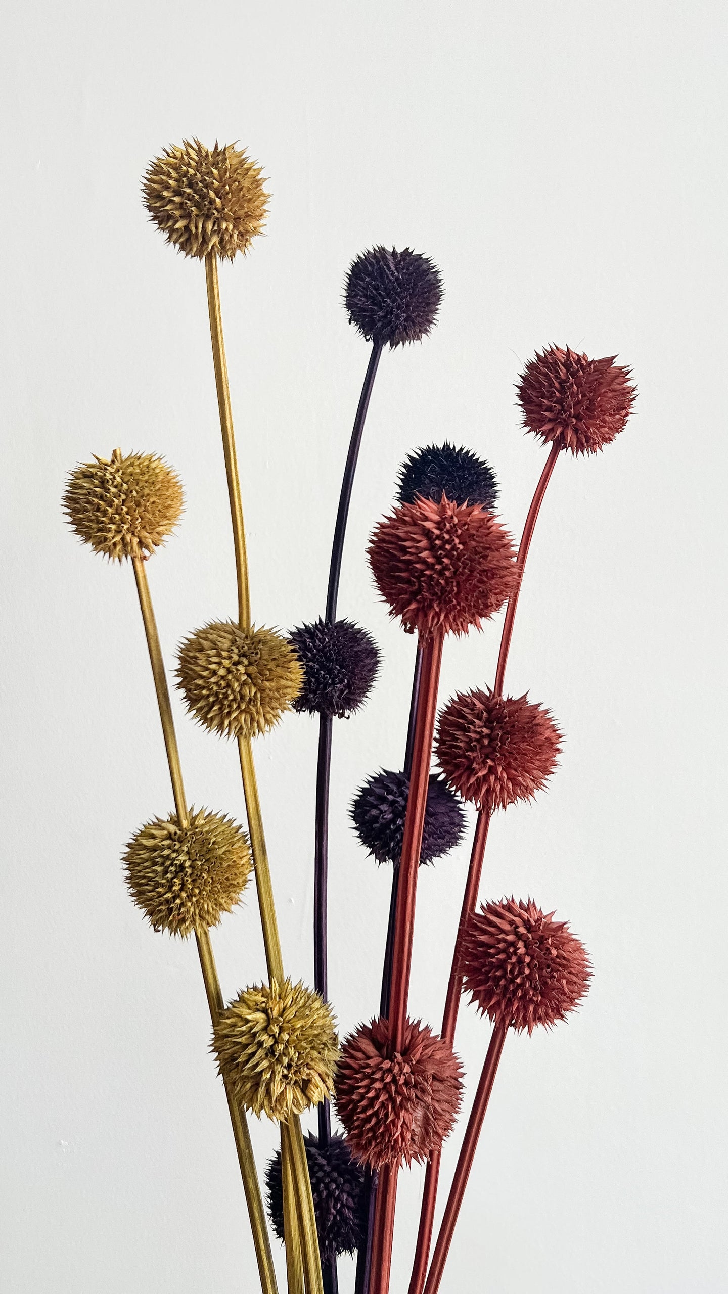 Árboles & Flores Secas