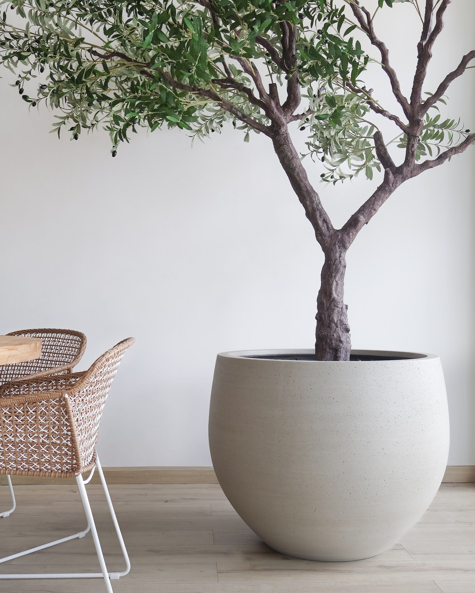 Árbol de Olivo, Jumbo (3.00m) | Kokoa Home