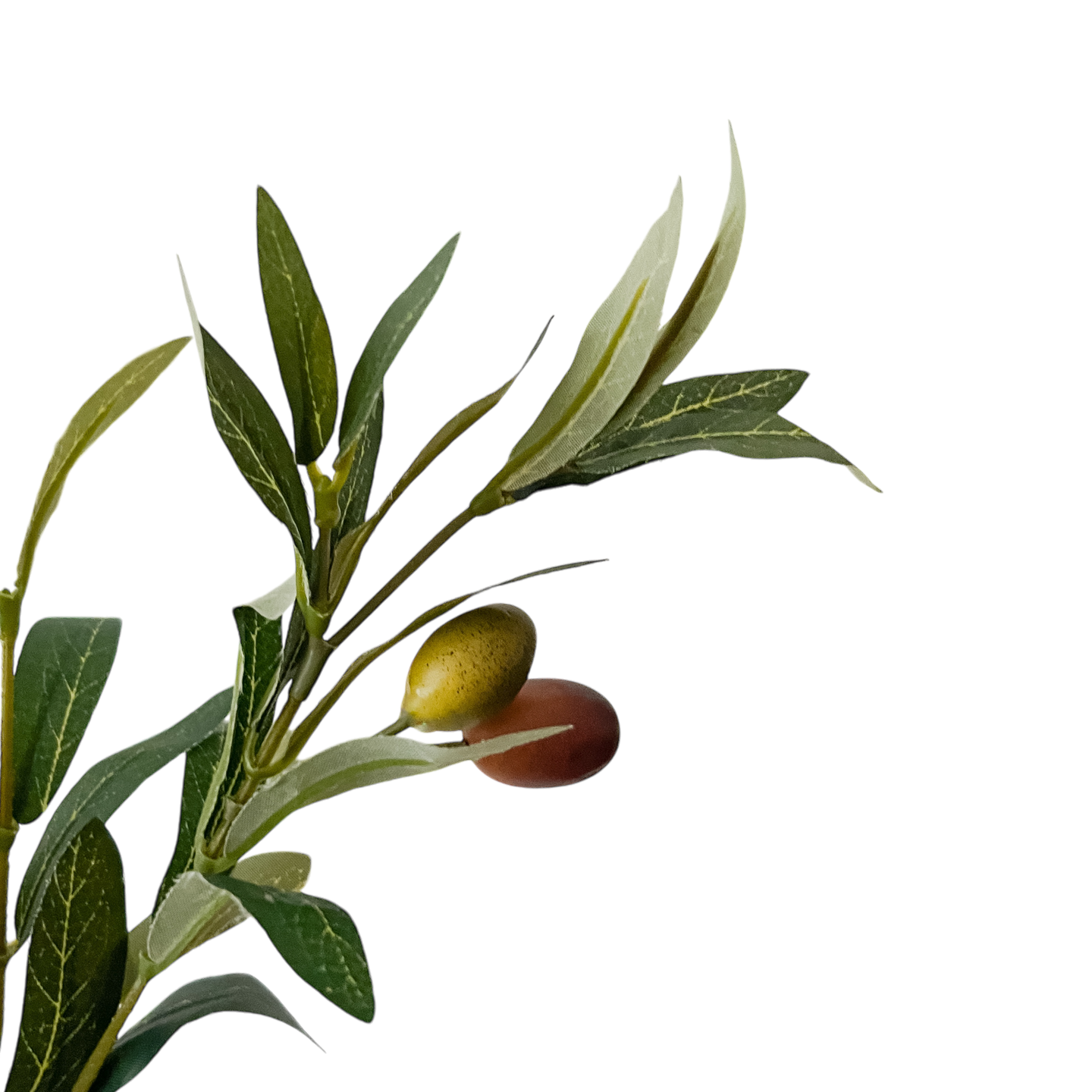 Árbol de Eucalipto (1.85m) - Kokoa Home