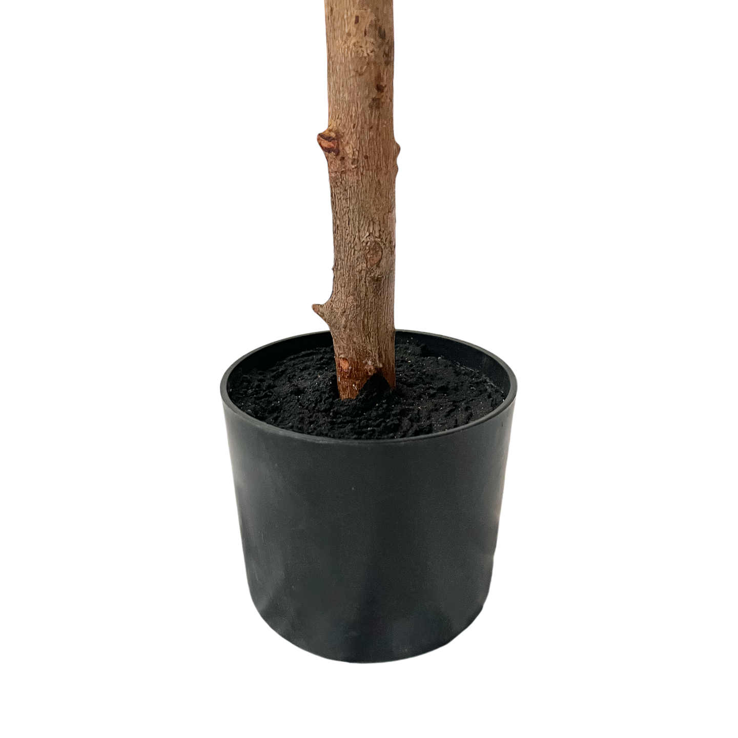 Árbol de Eucalipto (1.85m) - Kokoa Home