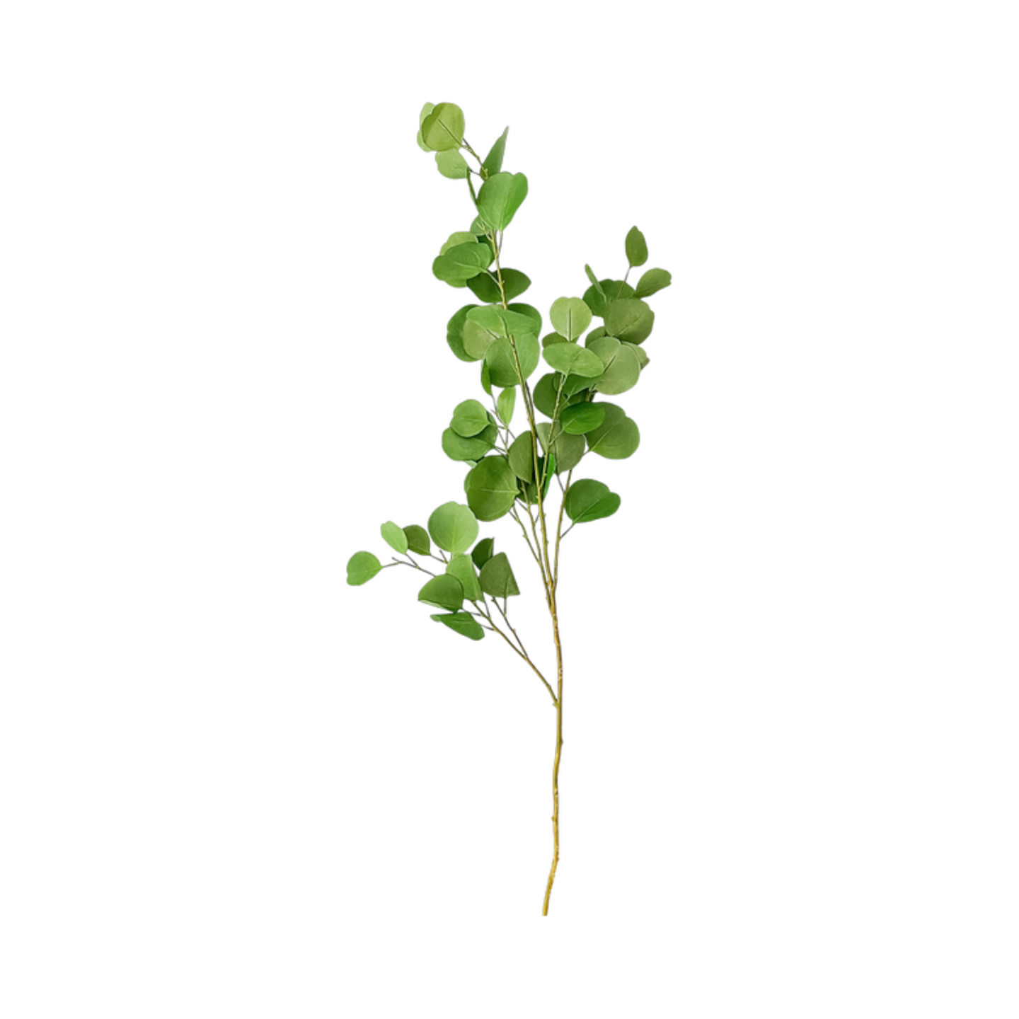 Rama de Eucalipto - Kokoa Home