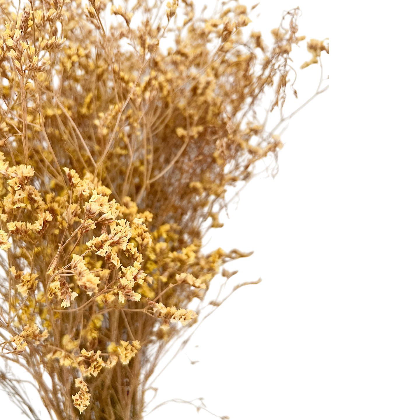 Racimo de Fresillas - Kokoa Home