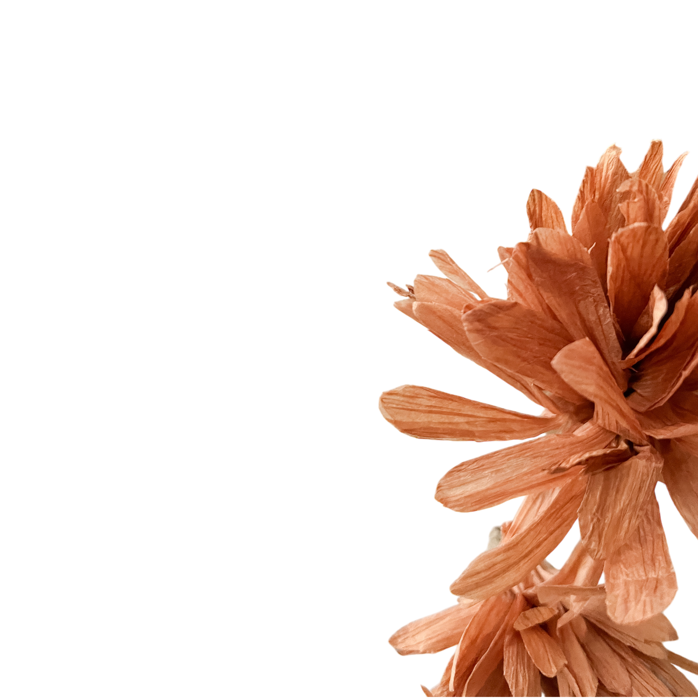 Crisantemos Ocre - Kokoa Home