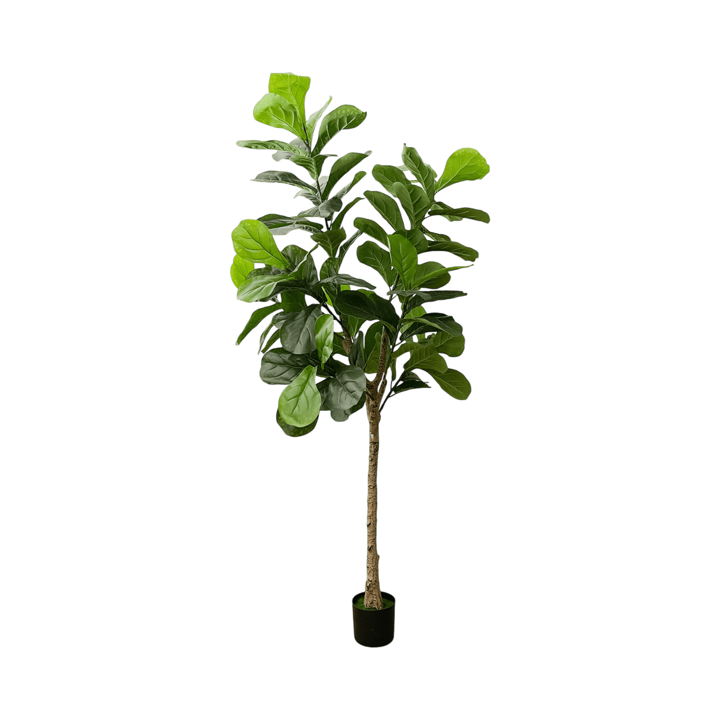 Árbol Ficus - Kokoa Home