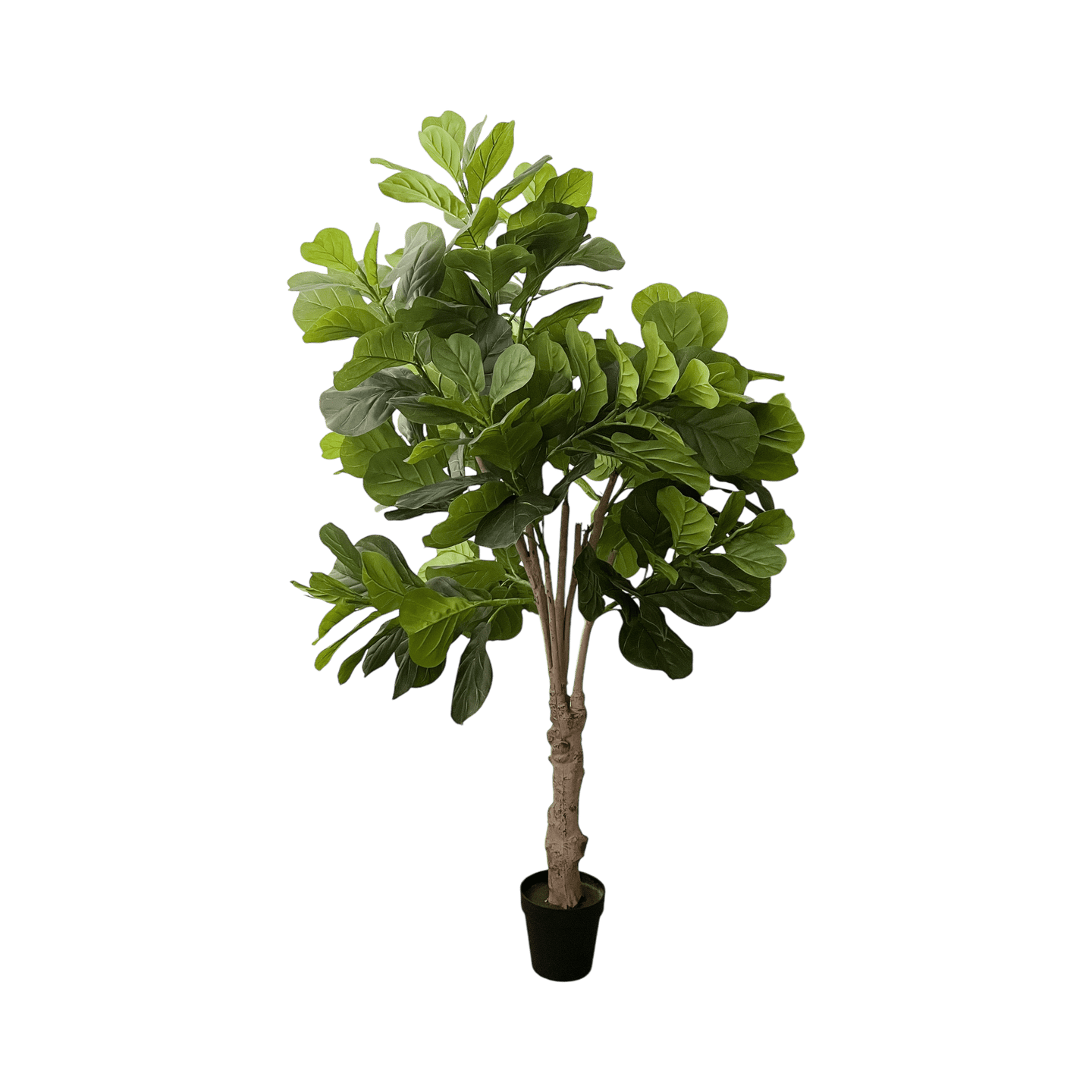 Árbol Ficus - Kokoa Home