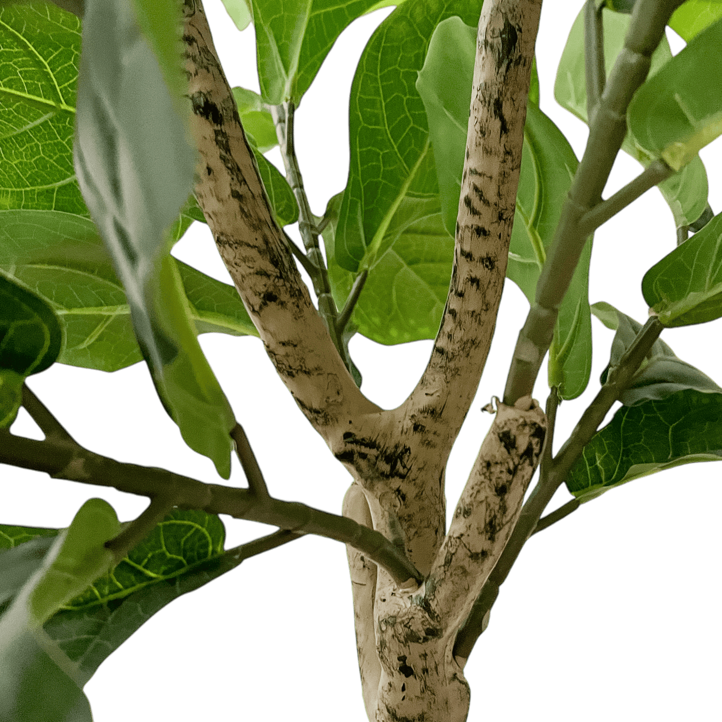 Árbol Ficus - Kokoa Home