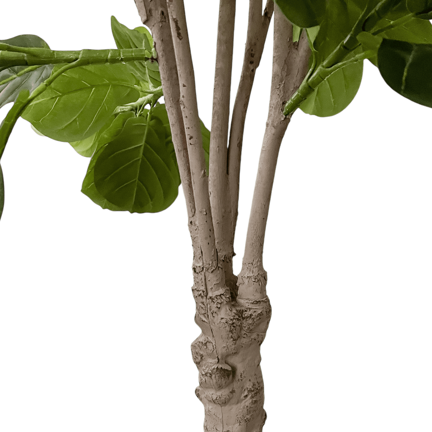 Árbol Ficus - Kokoa Home