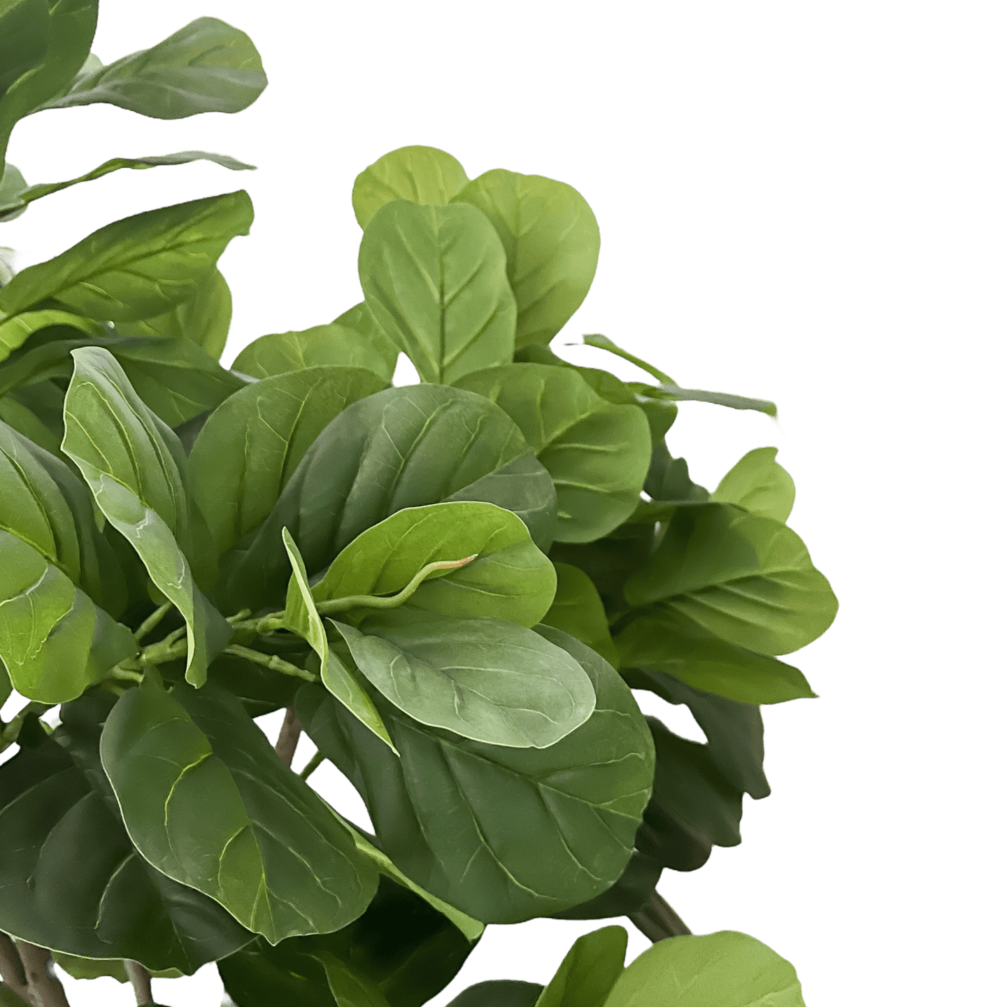 Árbol Ficus - Kokoa Home