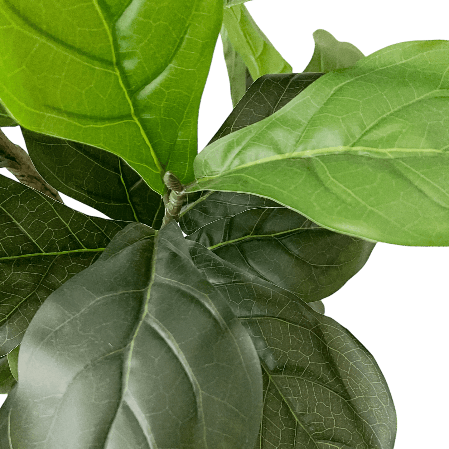 Árbol Ficus - Kokoa Home