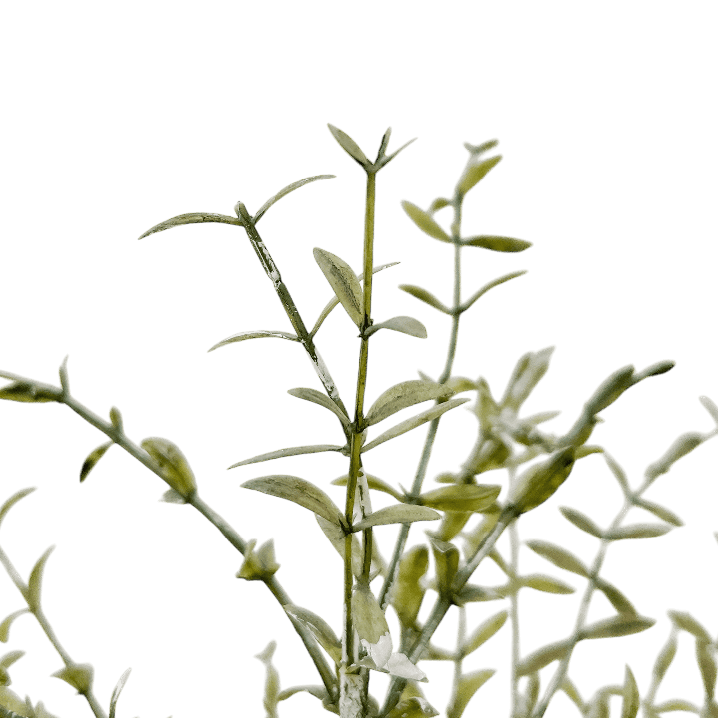 Árbol de Alondra - Kokoa Home