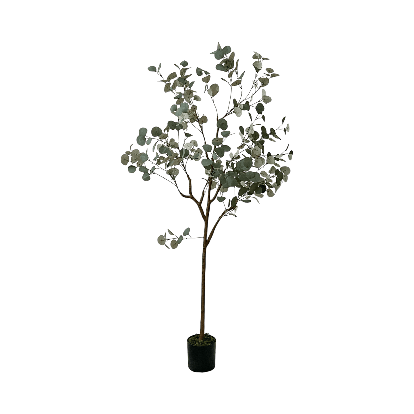 Árbol de Eucalipto, Pequeño (1.65m) - Kokoa Home