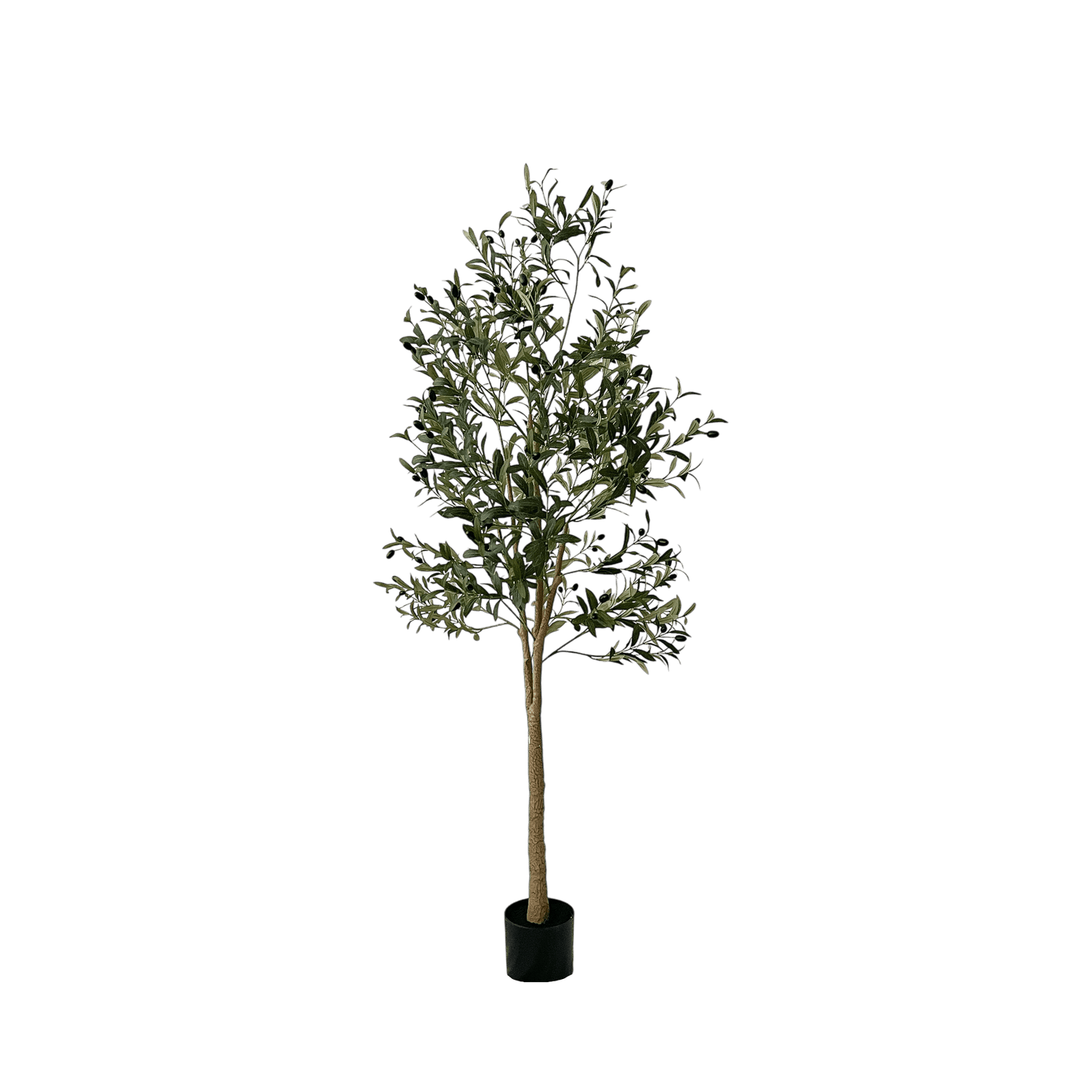 Árbol de Olivo, Pequeño (1.65m) - Kokoa Home