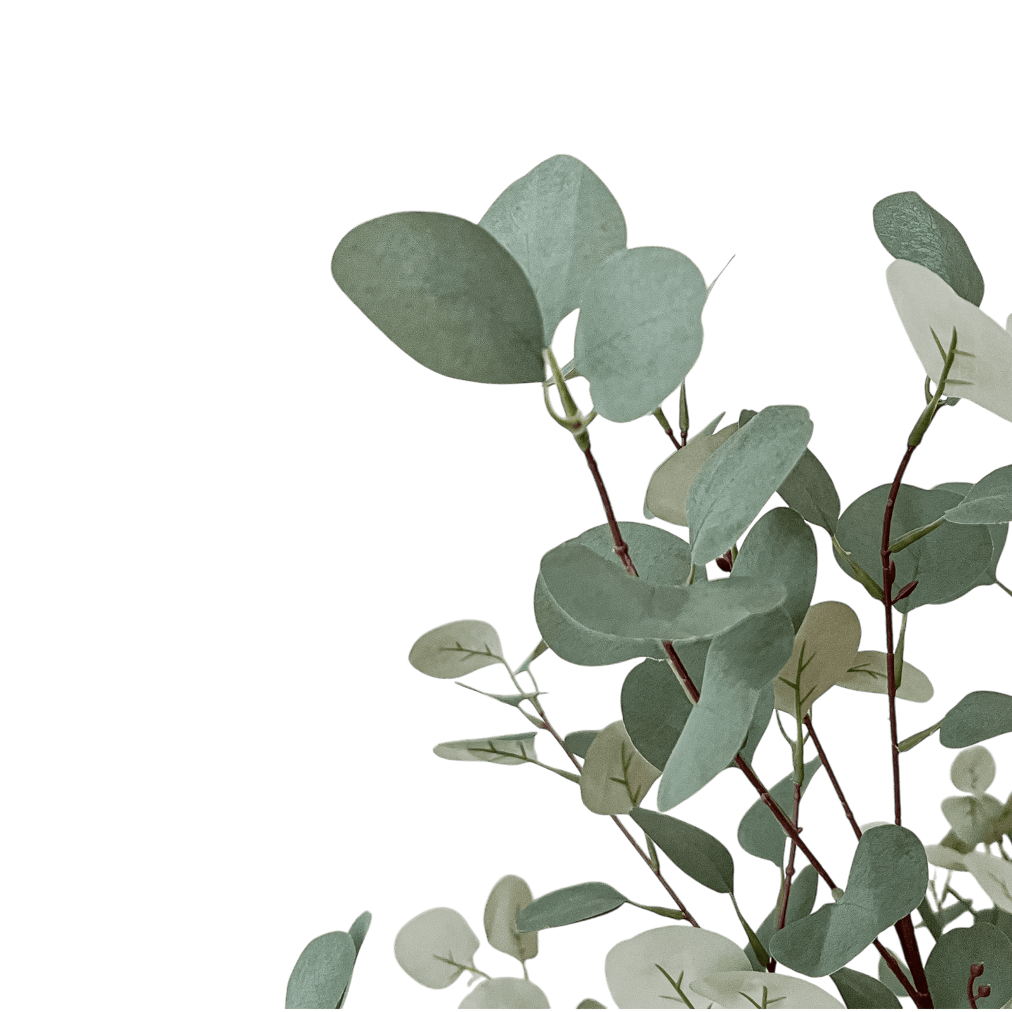 Árbol de Eucalipto, Pequeño (1.65m) - Kokoa Home