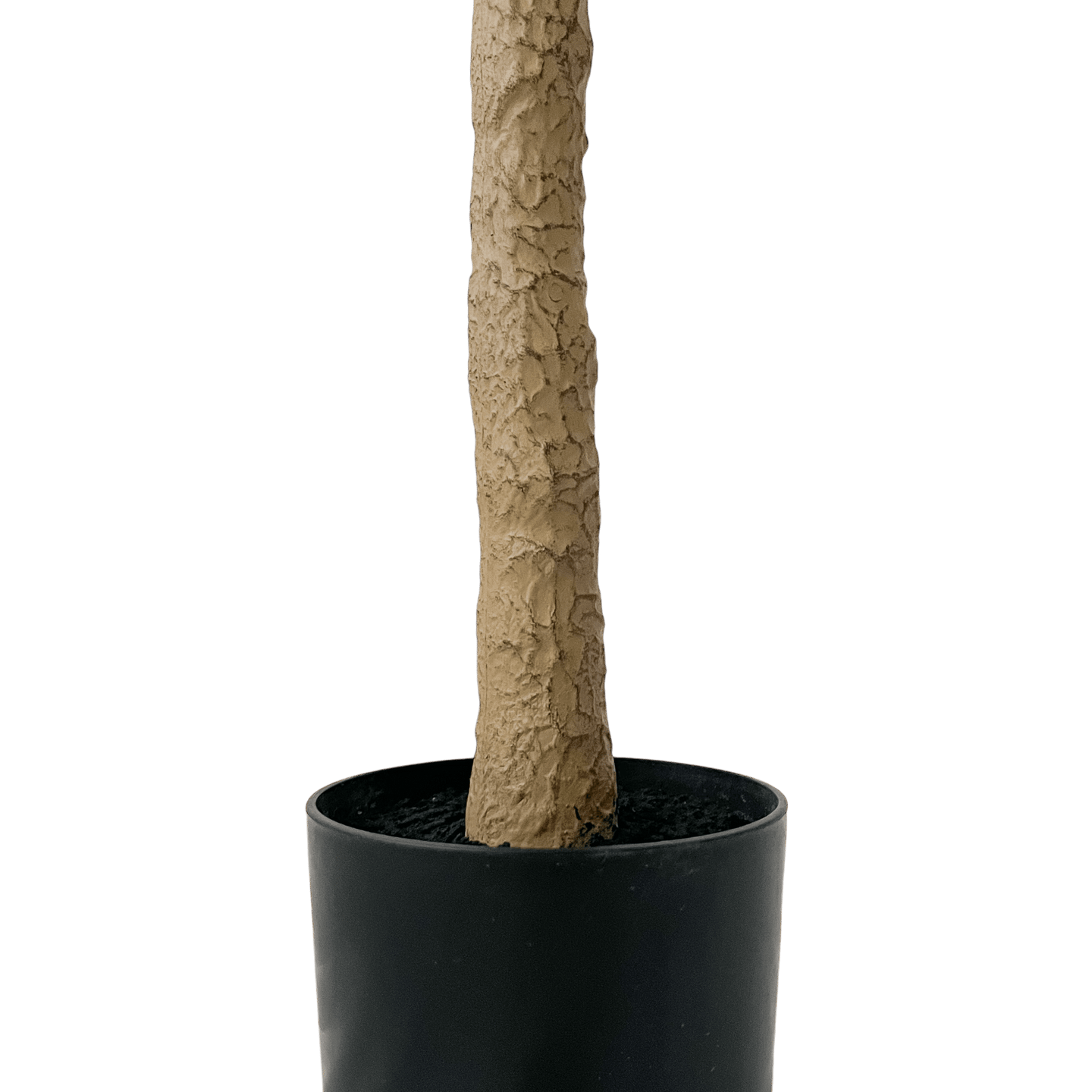 Árbol de Olivo, Pequeño (1.65m) - Kokoa Home