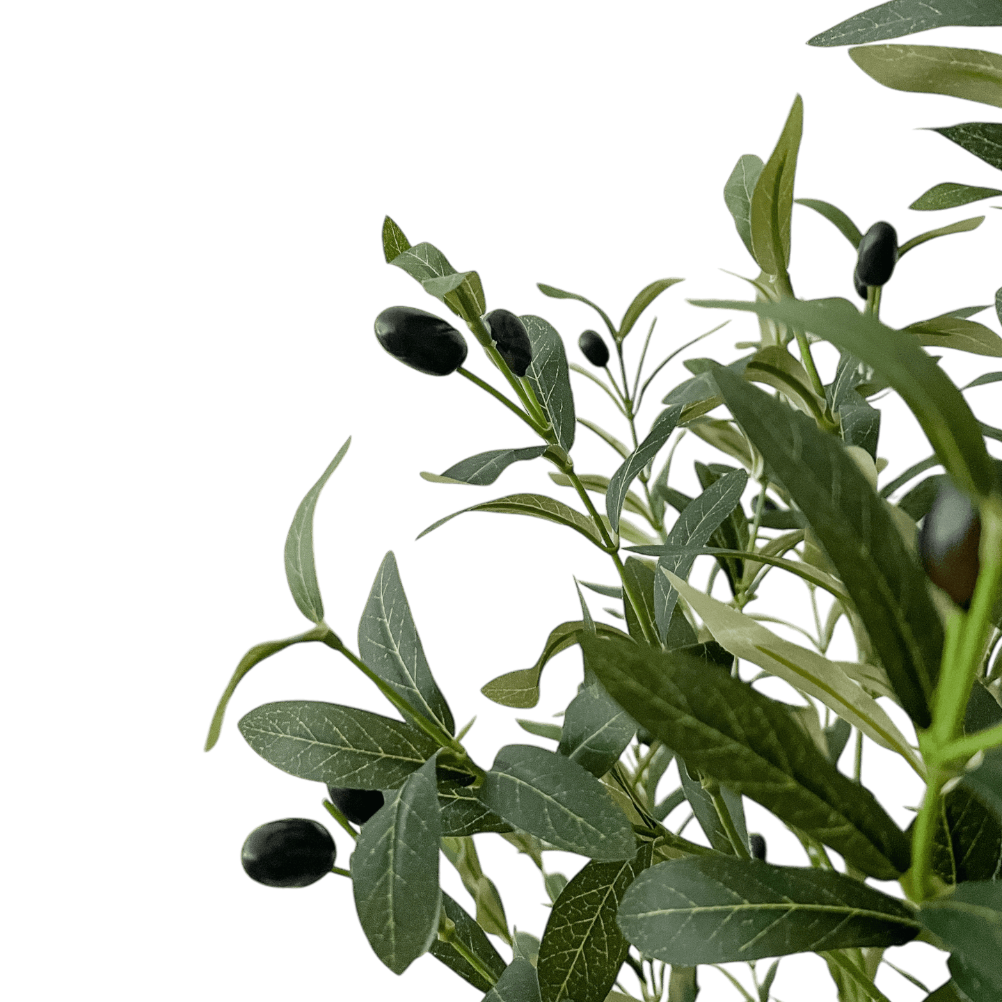 Árbol de Olivo, Pequeño (1.65m) - Kokoa Home