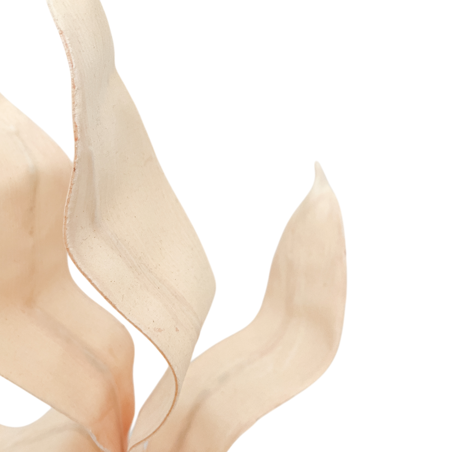 Hoja de Caña Rosa - Kokoa Home