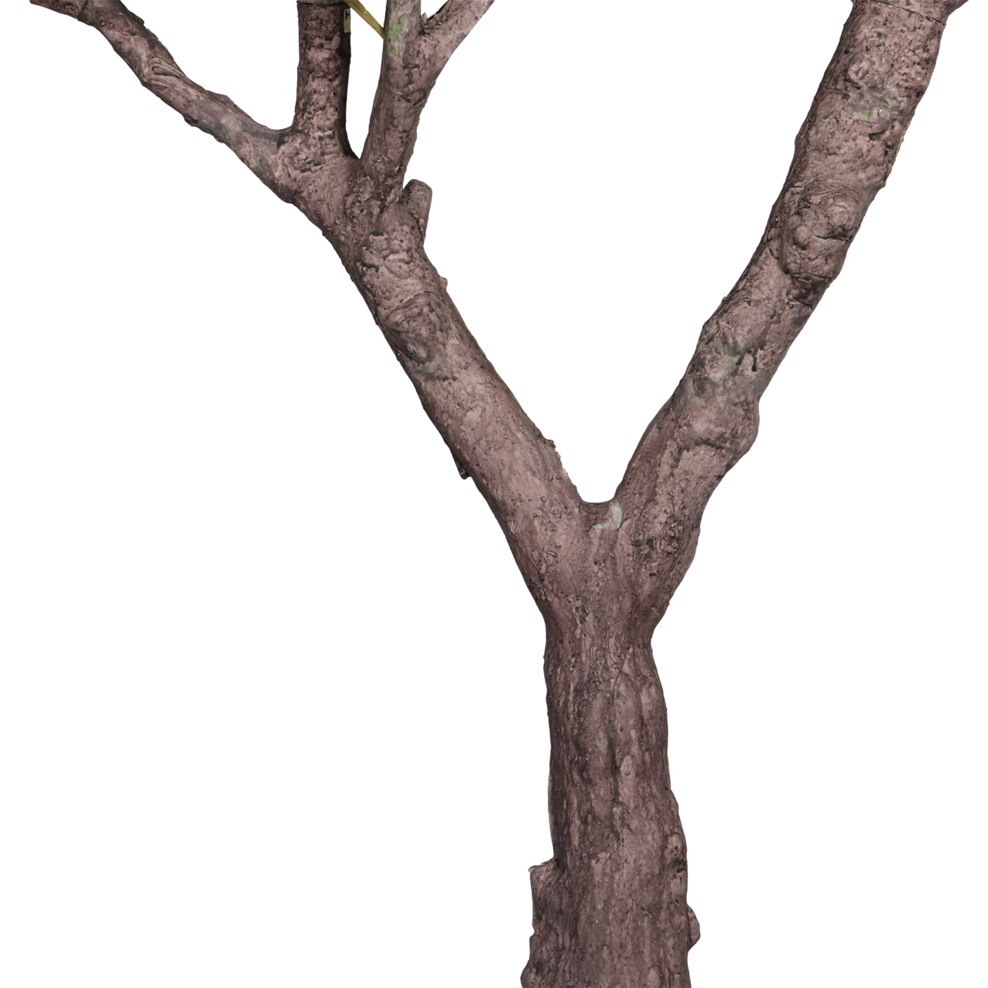 Árbol de Olivo, Jumbo (3.00m) - Kokoa Home