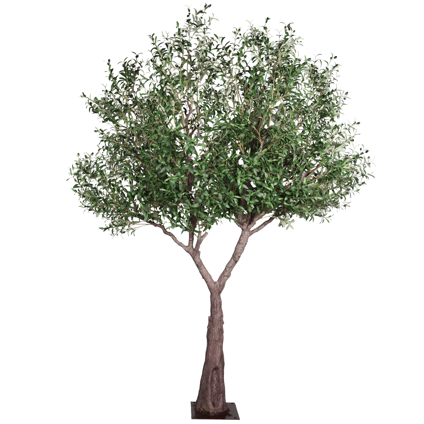 Árbol de Olivo, Jumbo (3.00m) - Kokoa Home