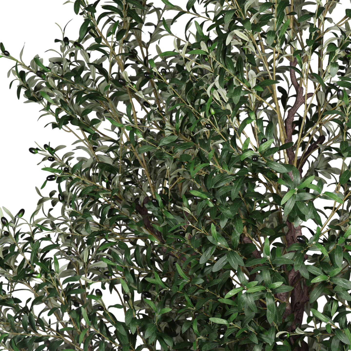 Árbol de Olivo, Jumbo (3.00m) - Kokoa Home