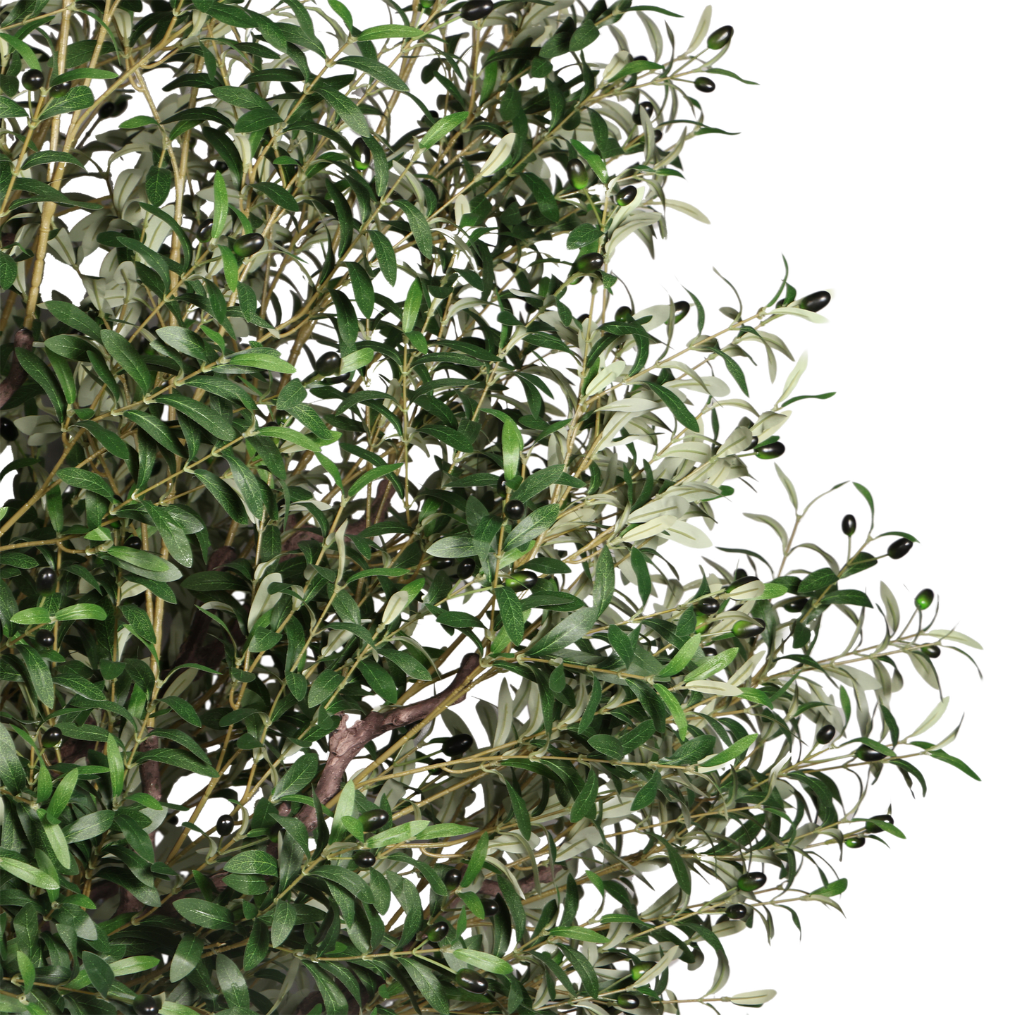 Árbol de Olivo, Jumbo (3.00m) - Kokoa Home