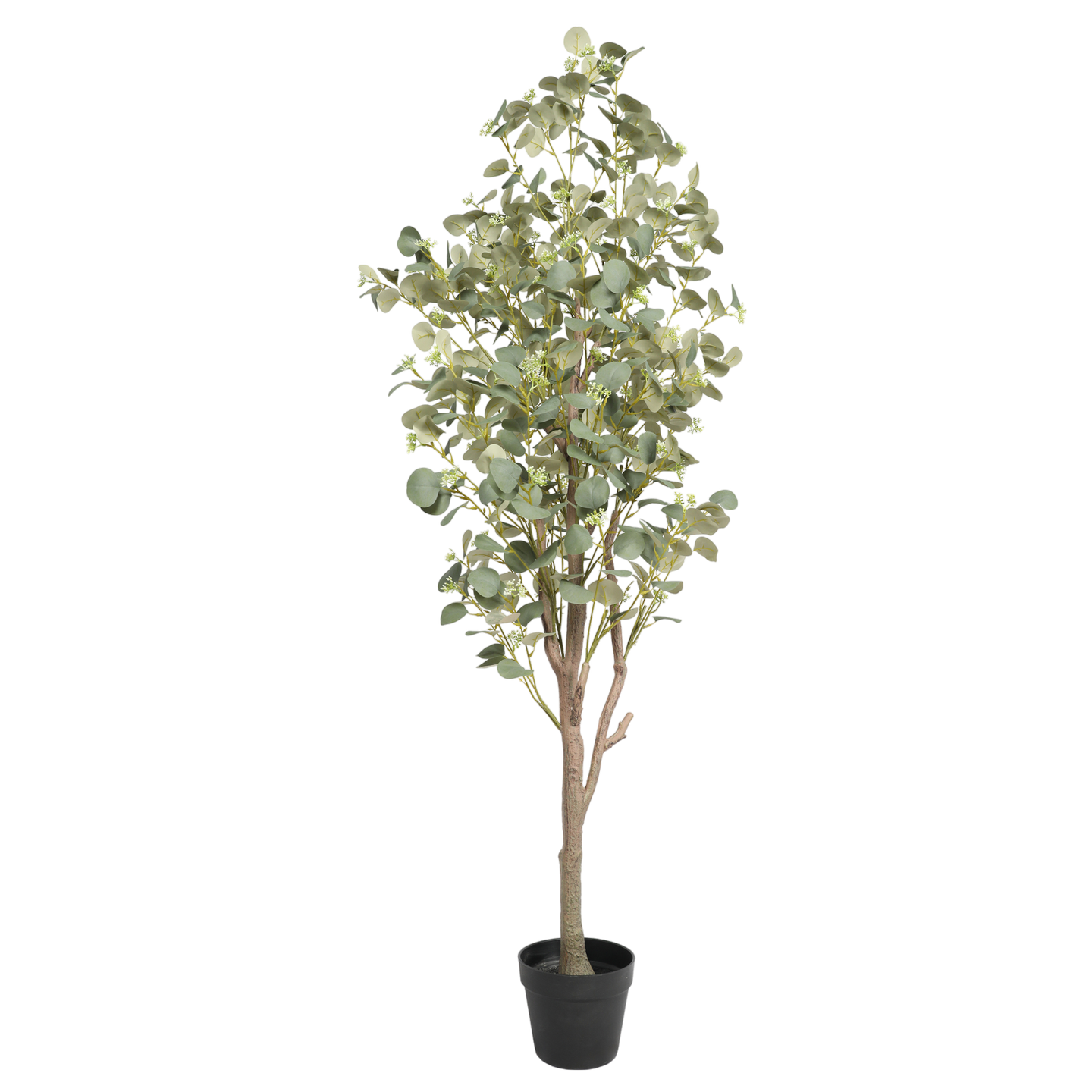 Árbol de Eucalipto, Grande (1.85m) - Kokoa Home