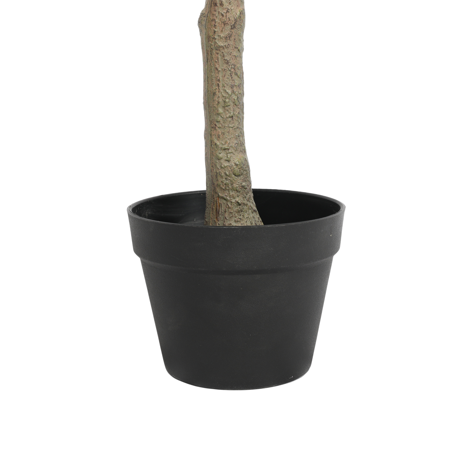 Árbol de Eucalipto, Grande (1.85m) - Kokoa Home