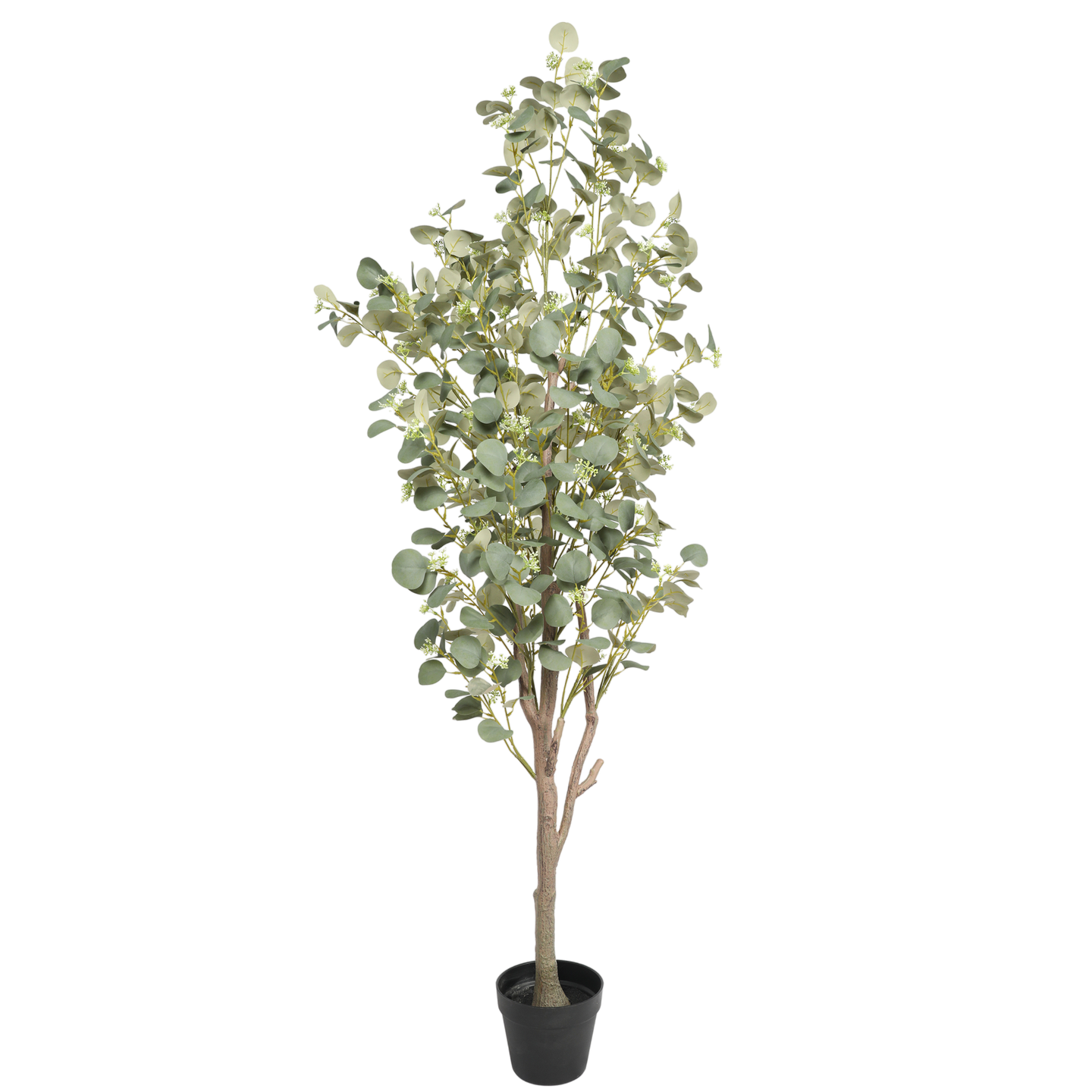 Árbol de Eucalipto, Grande (1.85m) - Kokoa Home
