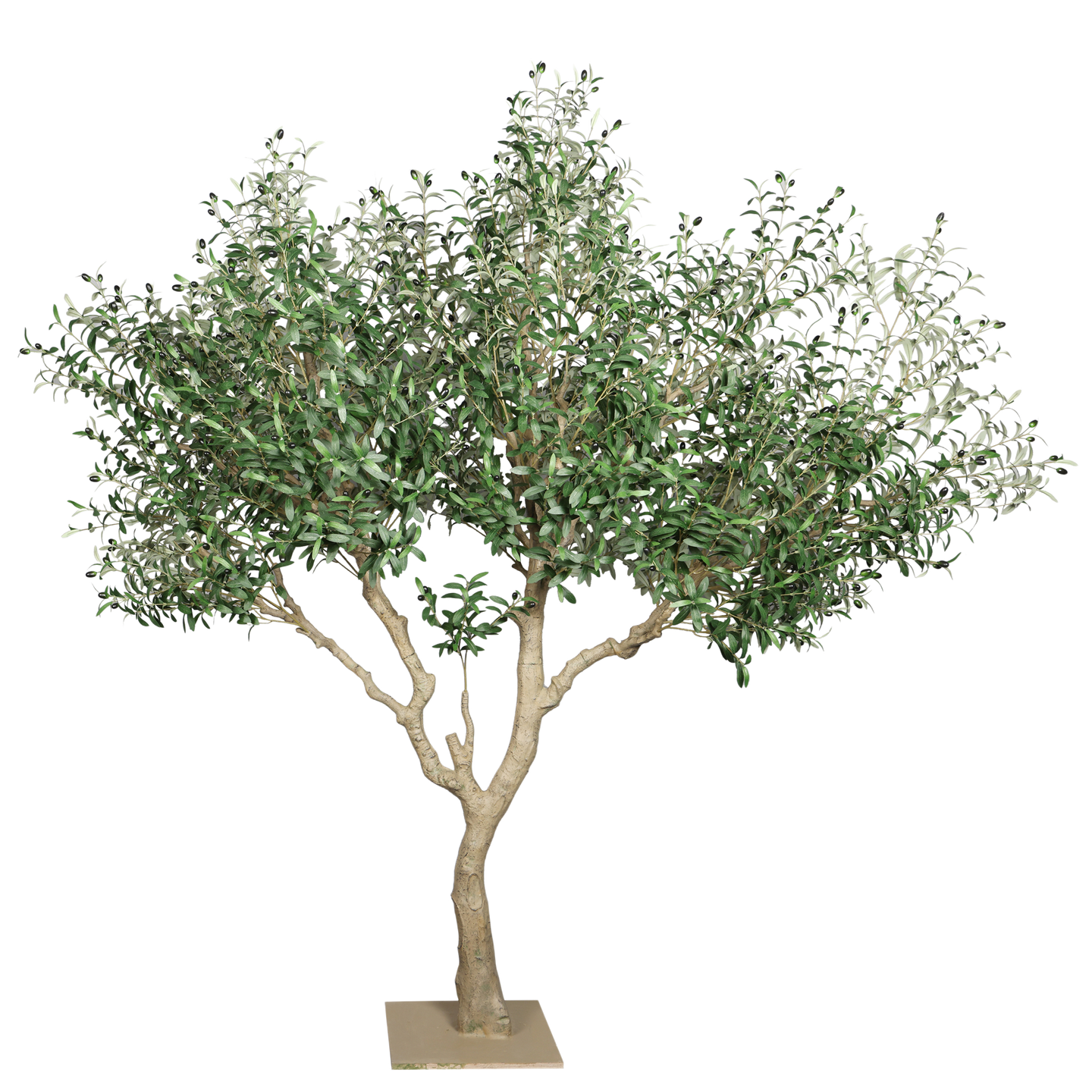 Árbol de Olivo, Grande (2.40m) - Kokoa Home