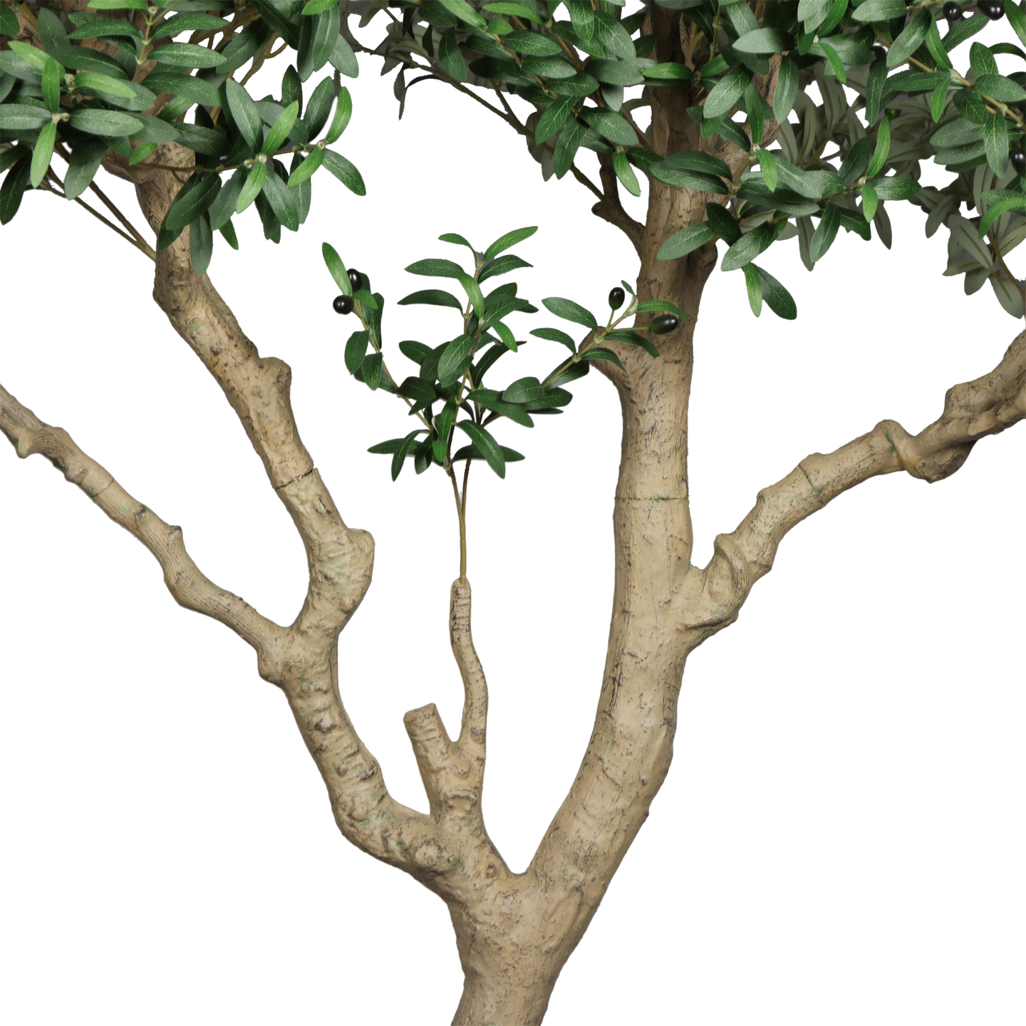 Árbol de Olivo, Grande (2.40m) - Kokoa Home