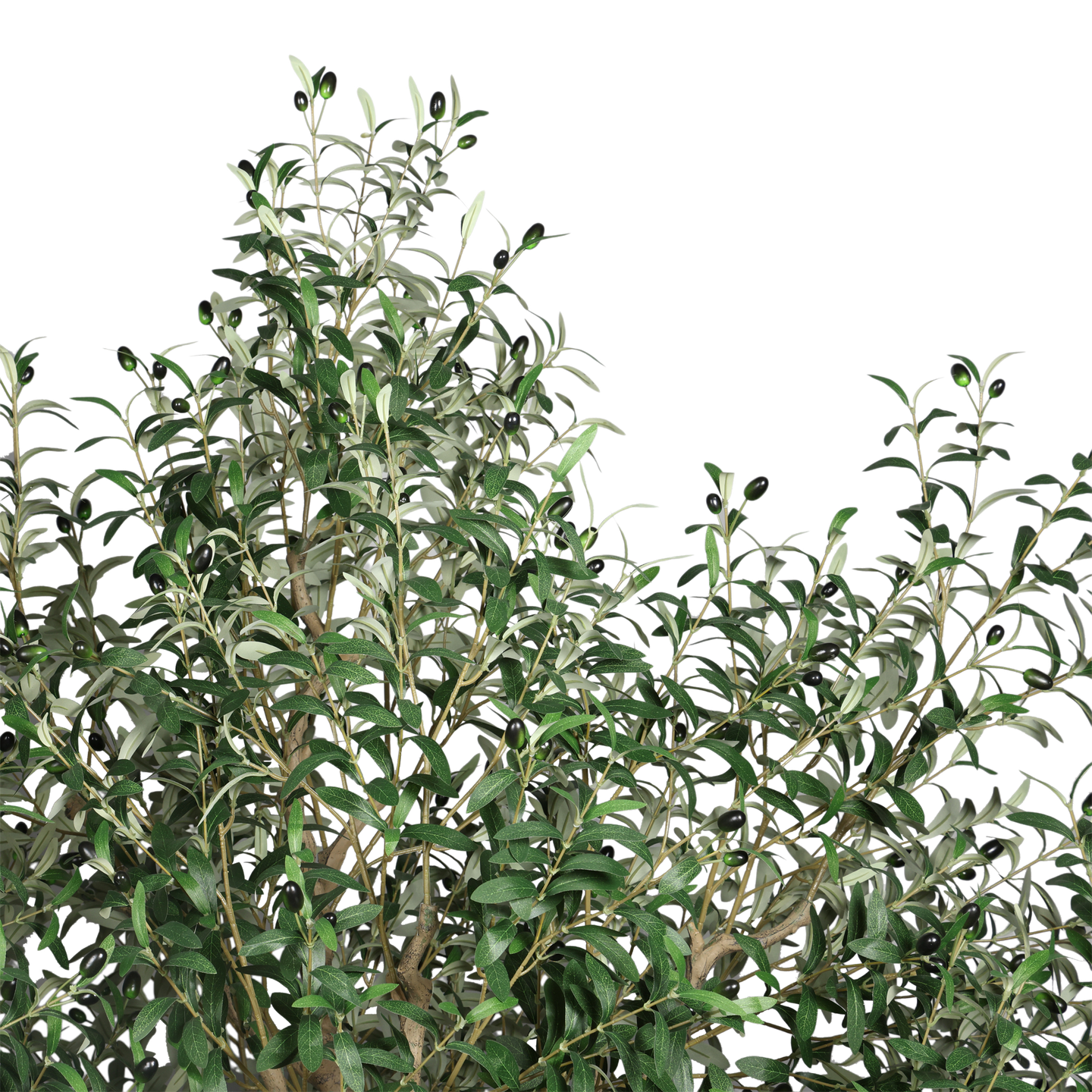 Árbol de Olivo, Grande (2.40m) - Kokoa Home