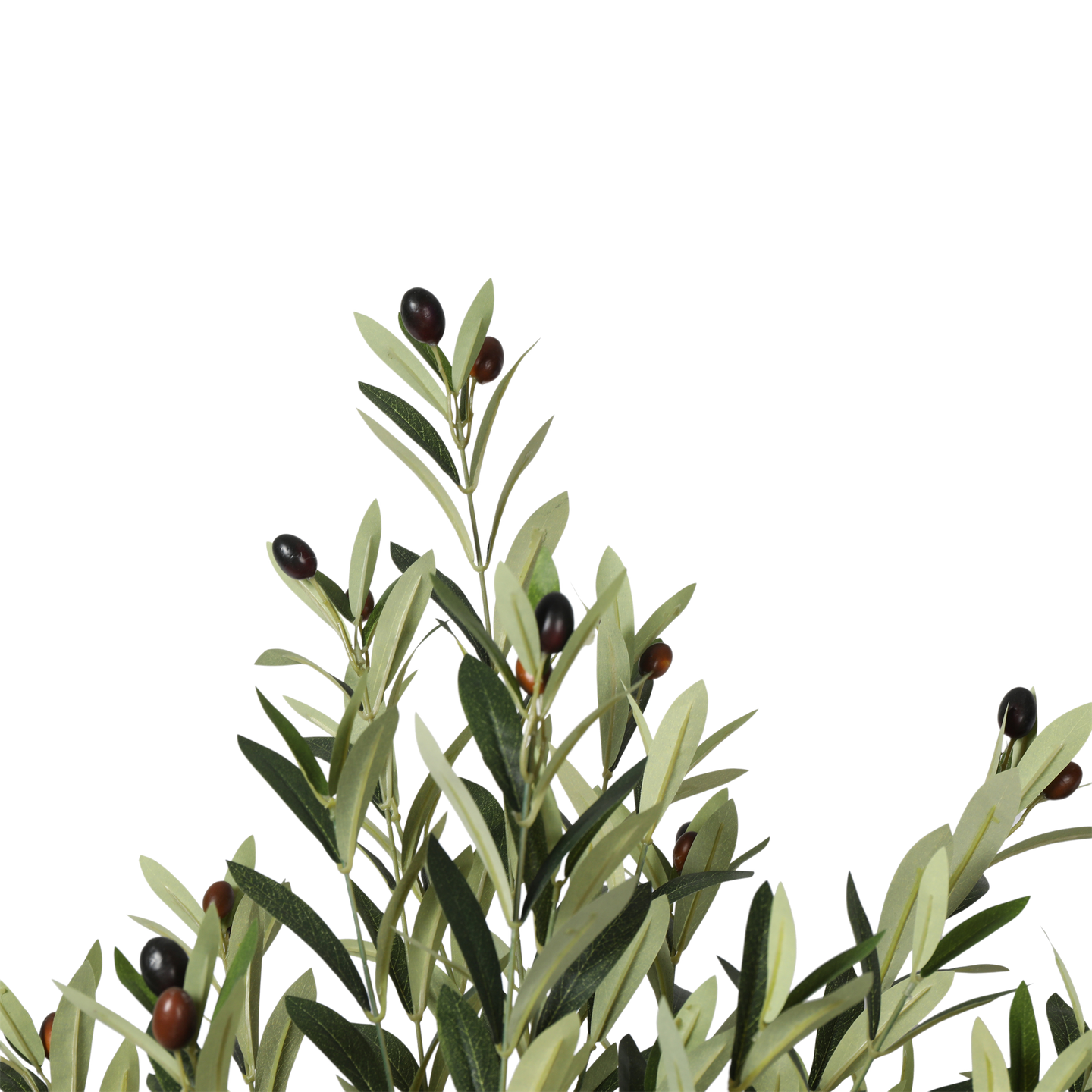 Árbol de Olivo, Mediano (1.80m) - Kokoa Home