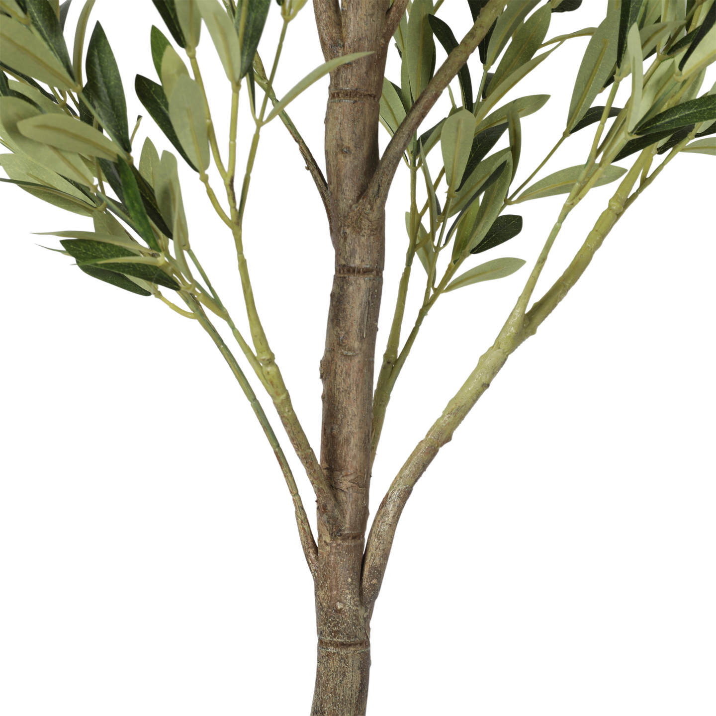 Árbol de Olivo, Mediano (1.80m) - Kokoa Home