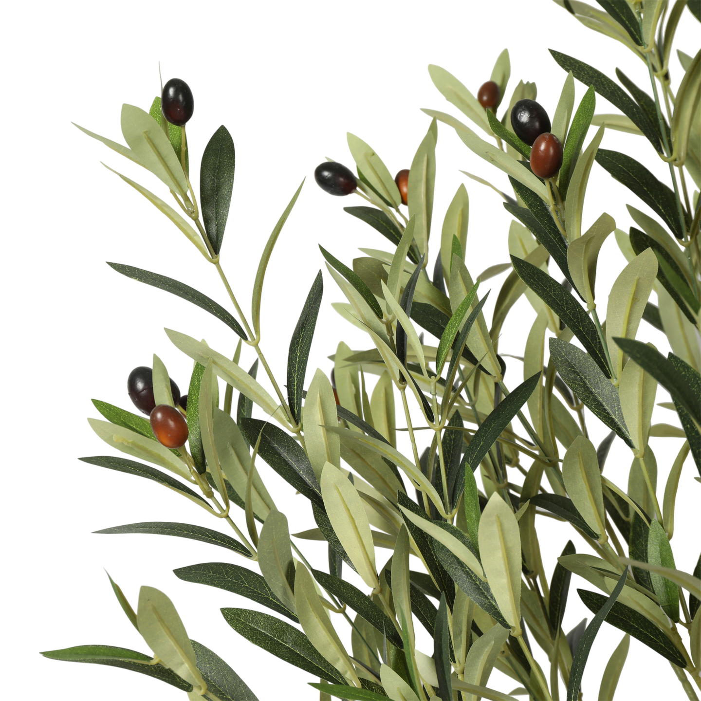 Árbol de Olivo, Mediano (1.80m) - Kokoa Home