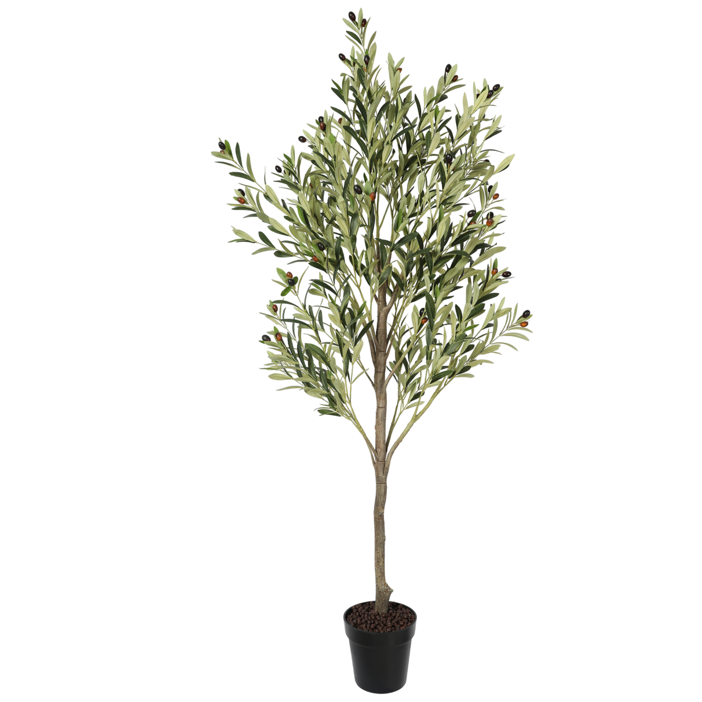 Árbol de Olivo, Mediano (1.80m) - Kokoa Home