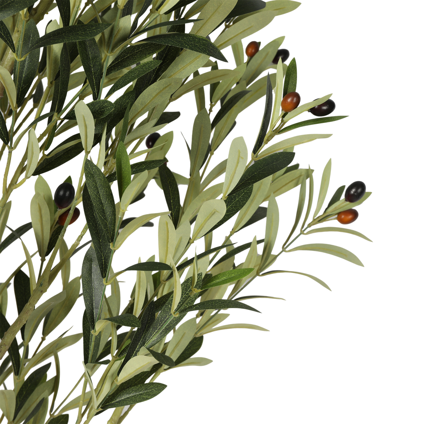 Árbol de Olivo, Mediano (1.80m) - Kokoa Home