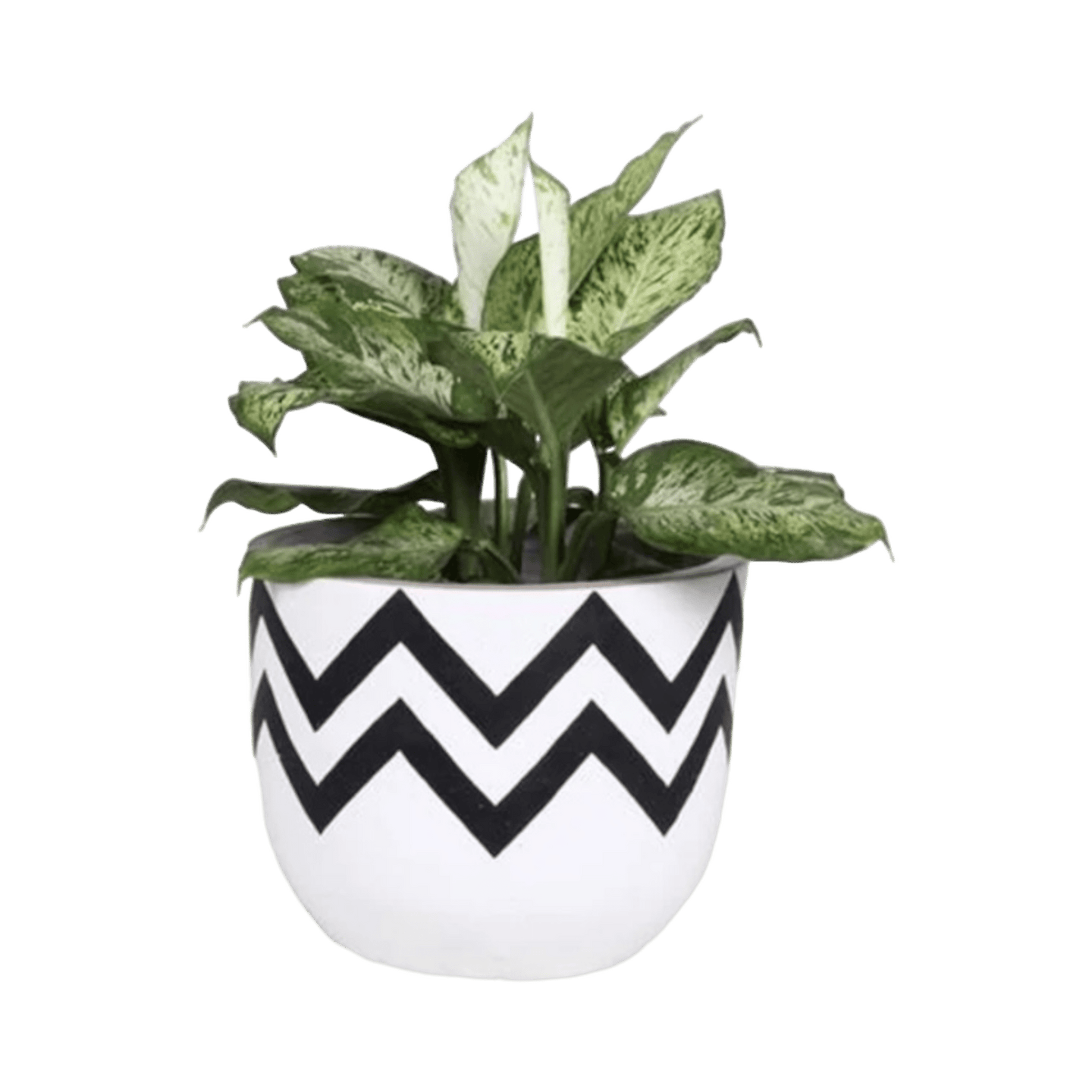 Maceta África - Kokoa Home