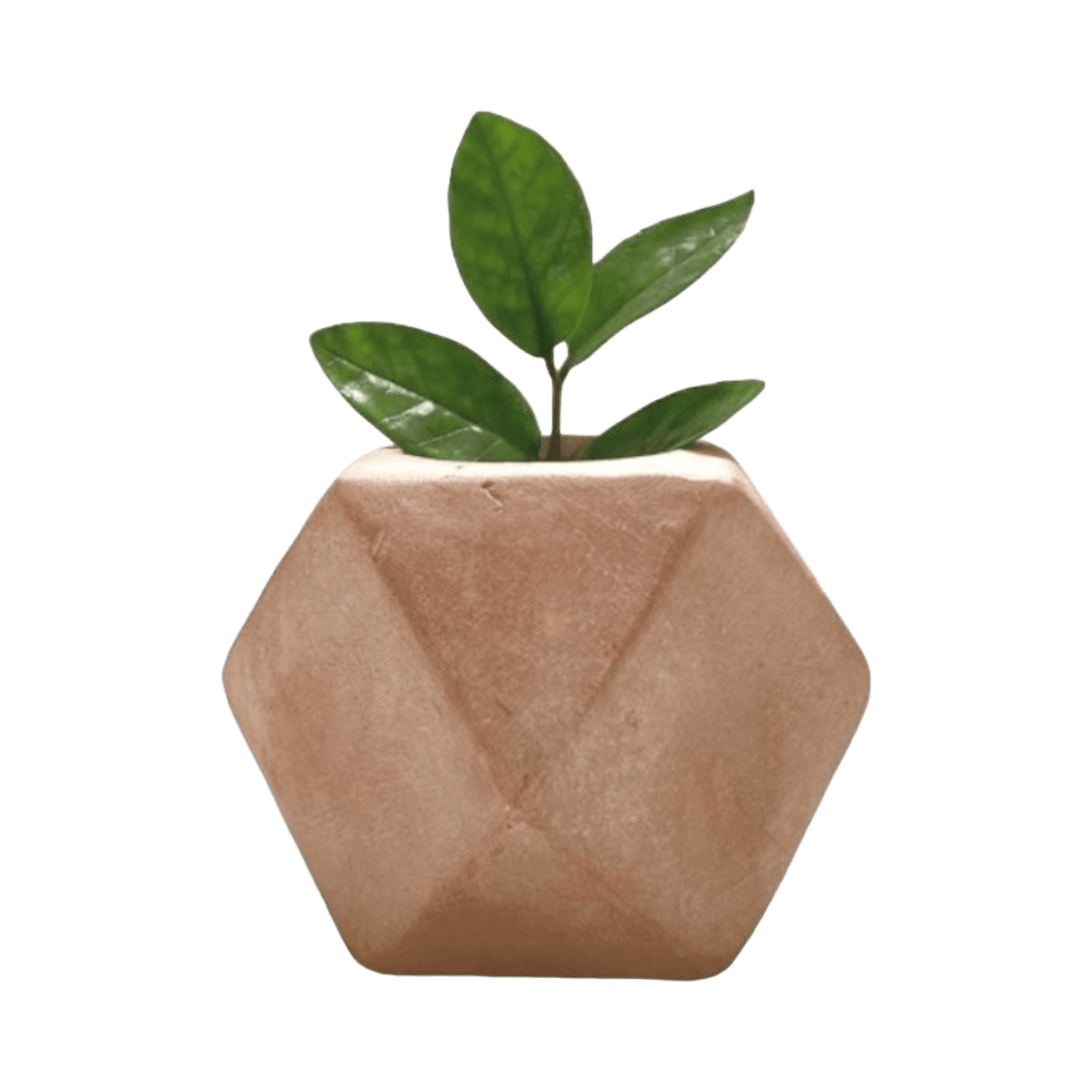 Maceta Hexagonal - Kokoa Home