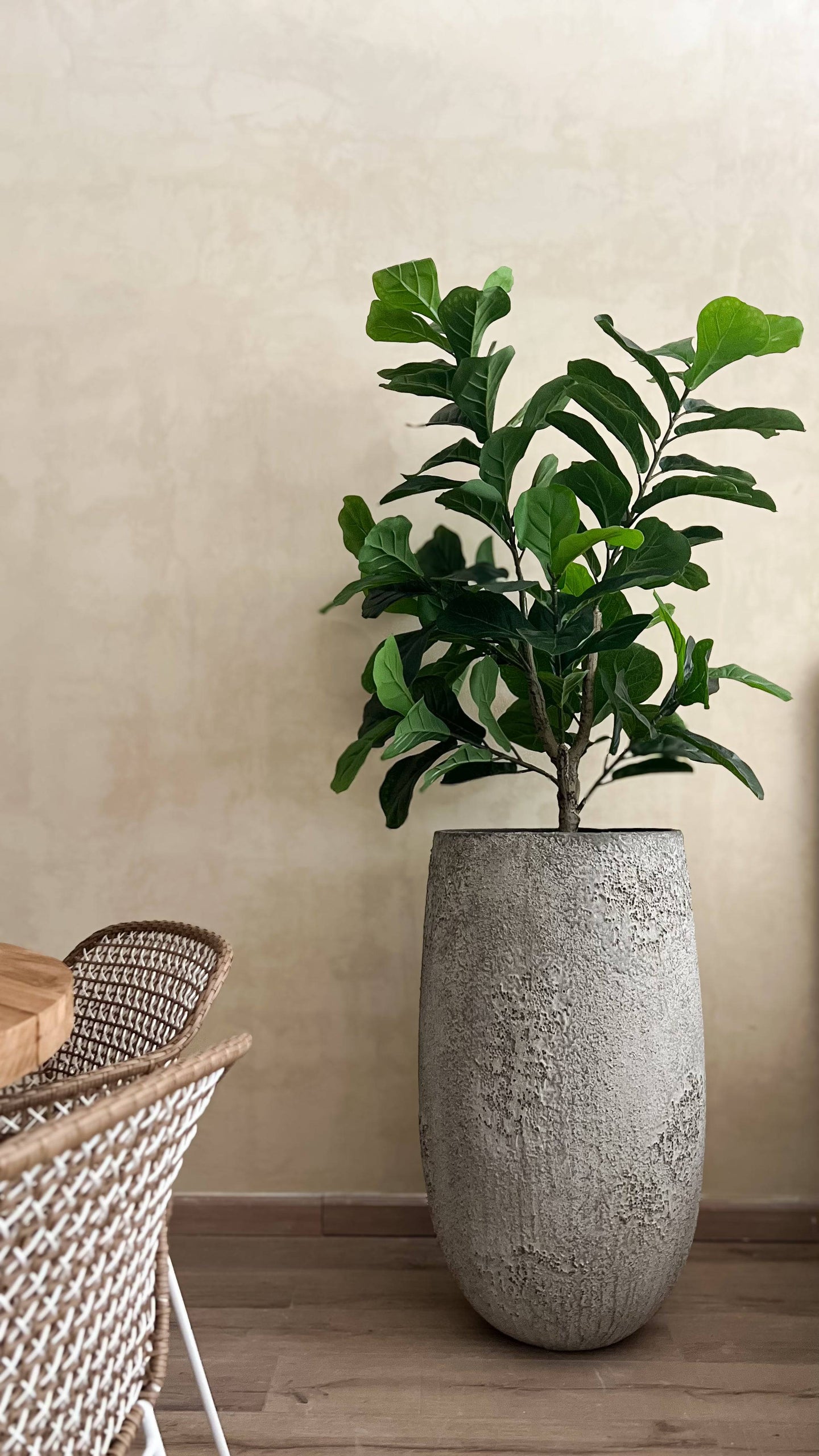 Maceta Alocasia - Kokoa Home