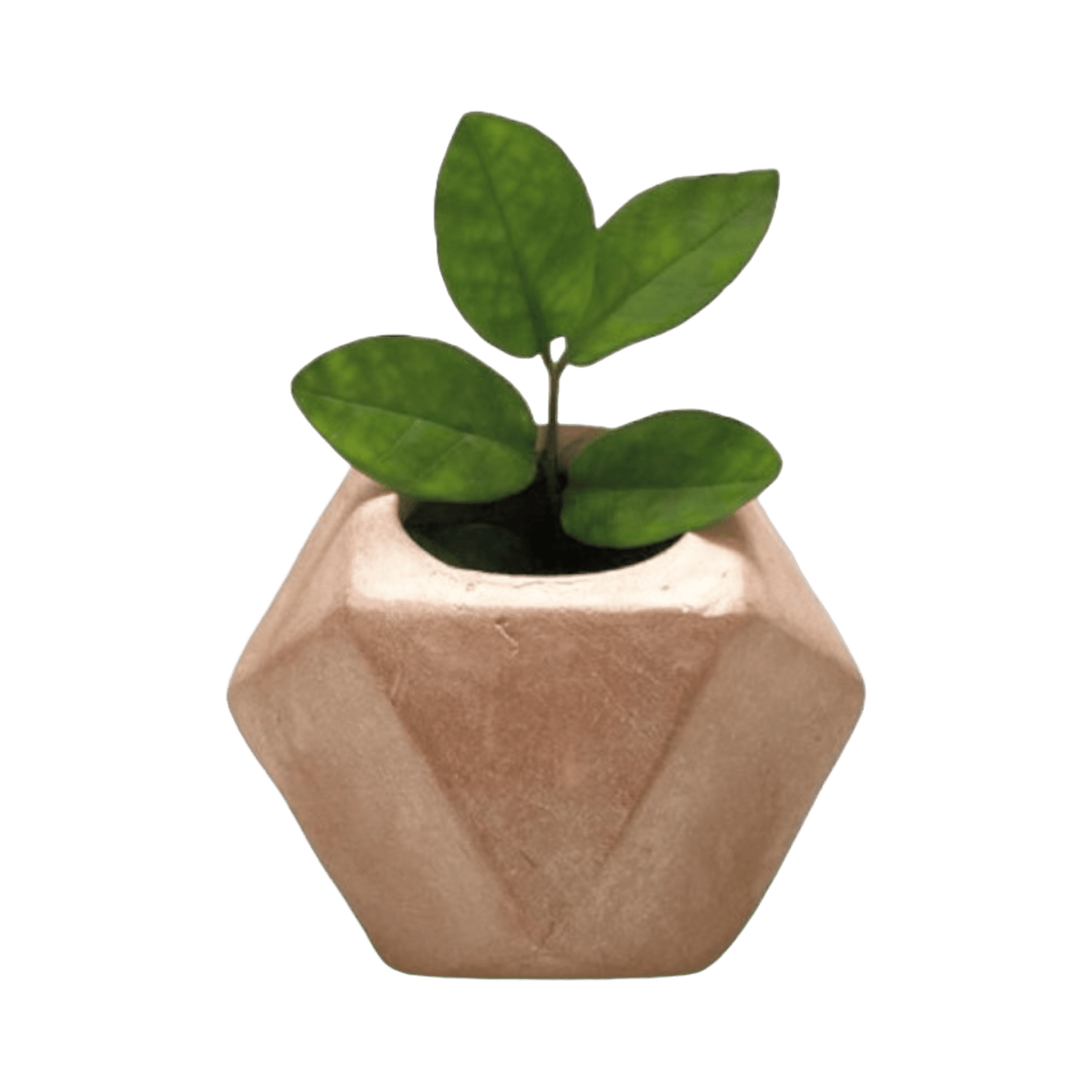 Maceta Hexagonal - Kokoa Home